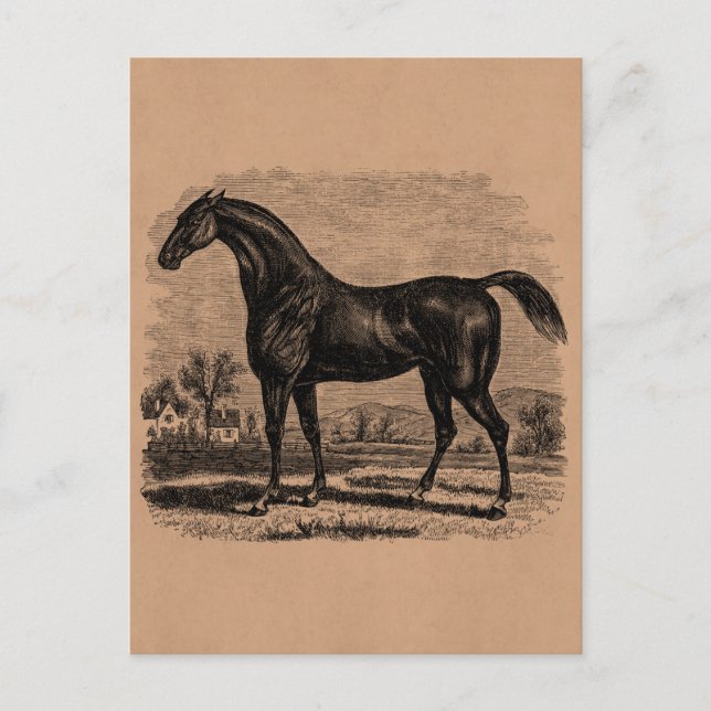 Vintage 1800s Rennen-PferdeRetro Postkarte (Vorderseite)