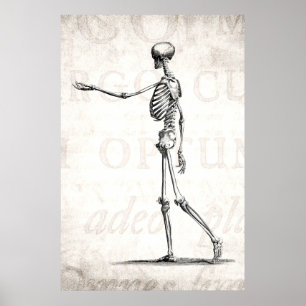 Vintage 1800s Skeleton antike Anatomie-Skelette Poster