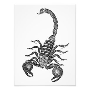 Vintage 1800s Skorpions-Illustration - Skorpione Fotodruck