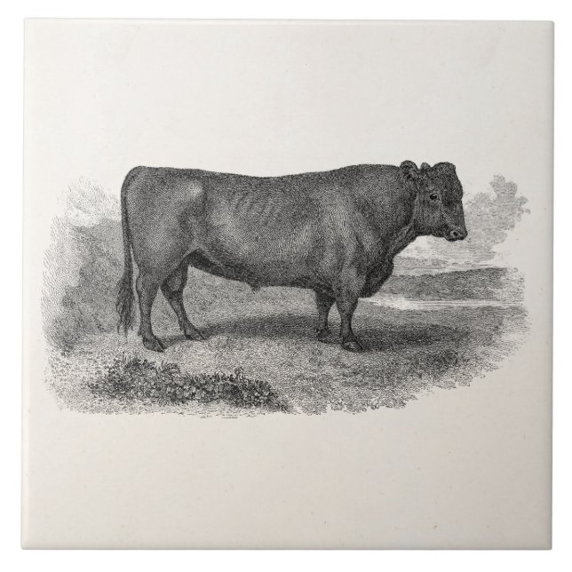 Vintage 1800s Stier-Illustrations-Retro Kuh-Stiere Fliese (Vorderseite)
