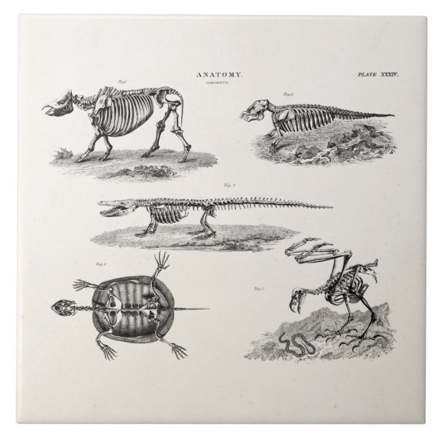 Vintage 1800s Tierskelett-antike Anatomie Fliese (Vorderseite)