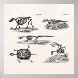 Vintage 1800s Tierskelett-antike Anatomie Poster