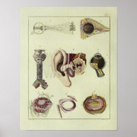Vintage 1820 Augenanatomie Kunstdruckkunst