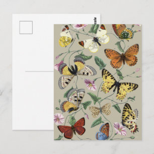 Vintage 1842 Schmetterling Nachtfalter Botanische  Postkarte