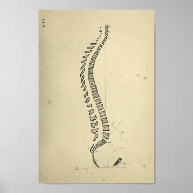 Vintage 1843 Anatomie der menschlichen Wirbelsäule Poster (Vorne)
