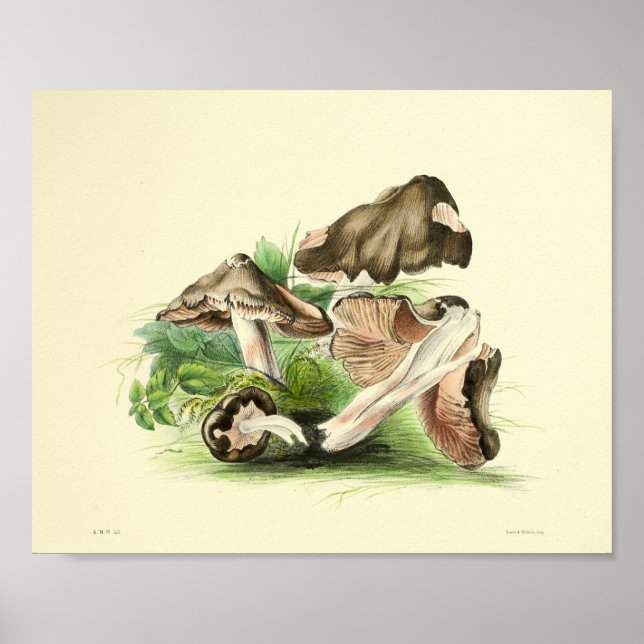 Vintage 1855 Pilze Braune Cap Art Print Poster (Vorne)