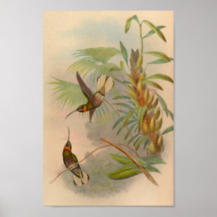 Vintage 1861 Weiß-angebundener Kolibri-Druck Poster