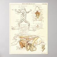 Vintage 1881 Frosch Biologie Anatomie Druck