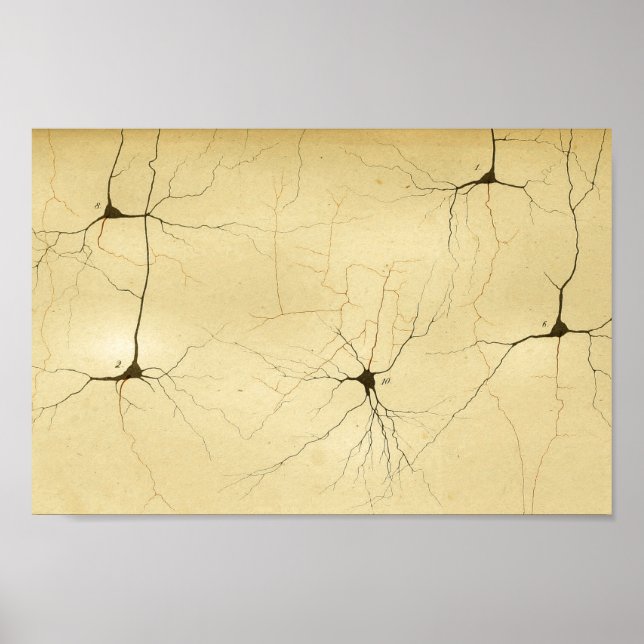 Vintage 1886 Central Nervous System Nerves Poster (Vorne)