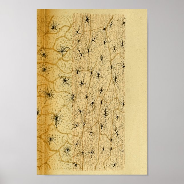 Vintage 1886 Central Nervous System Nerves Poster (Vorne)