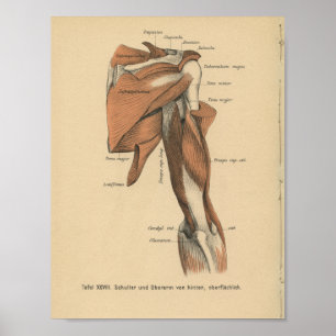 Vintage 1888 Deutsch-Anatomie-Druck-Arm-Muskeln Poster