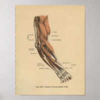 Vintage 1888 deutsche Anatomie-Armmuskeln