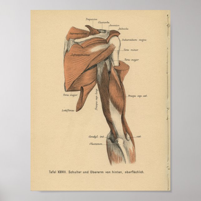Vintage 1888 deutsche Anatomie-Armmuskeln Poster (Vorne)
