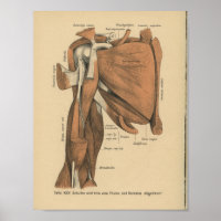 Vintage 1888 deutsche Anatomie-Armmuskeln