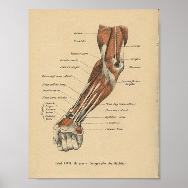 Vintage 1888 Deutsche Anatomie-Druckfräse Poster (Vorne)