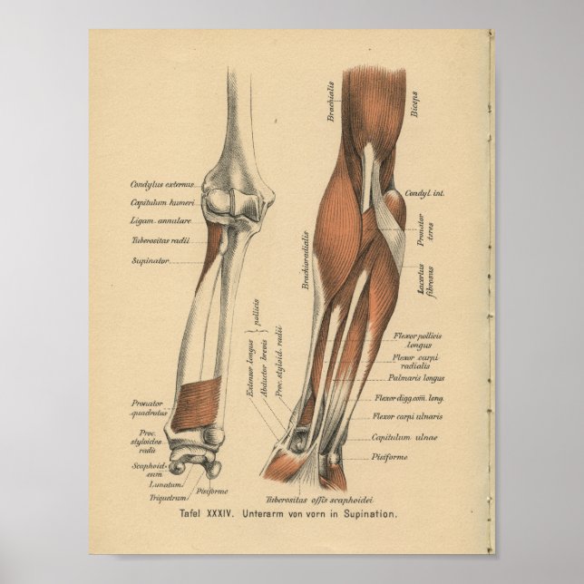 Vintage 1888 Deutsche Anatomie-Druckfräse Poster (Vorne)