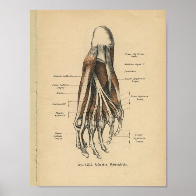 Vintage 1888 Deutsche Anatomie Druckfüßer Poster (Vorne)