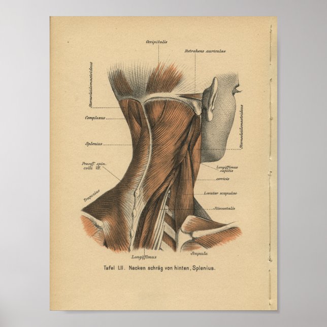 Vintage 1888 Deutsche Anatomie Druckklebemuskeln Poster (Vorne)
