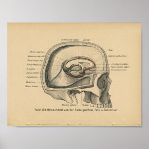 Vintage-1888-Deutscher-Anatomie-Druck-Schädel Poster