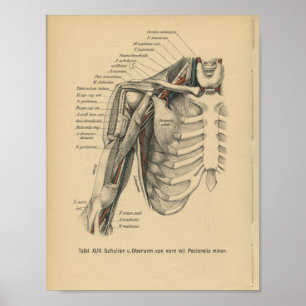 Vintage 1888 German Anatomy Print Shoulder Arm Poster