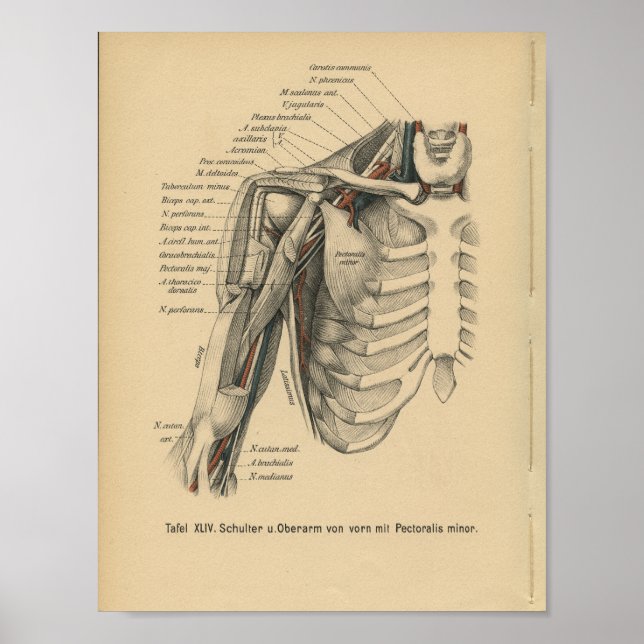 Vintage 1888 German Anatomy Print Shoulder Arm Poster (Vorne)