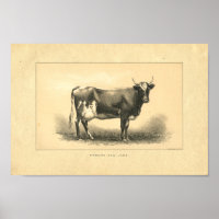 Vintage 1888 Kuh-Druck