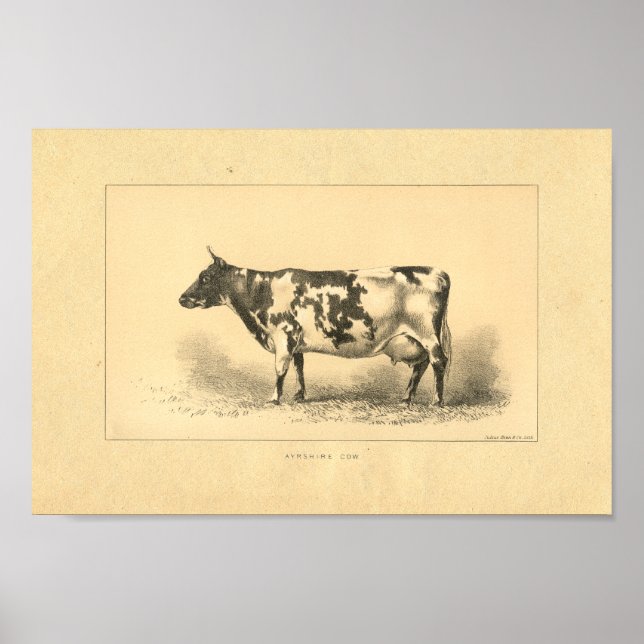 Vintage 1888 Kuh-Druck Poster (Vorne)