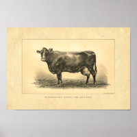 Vintage 1888 Kuh-Druck
