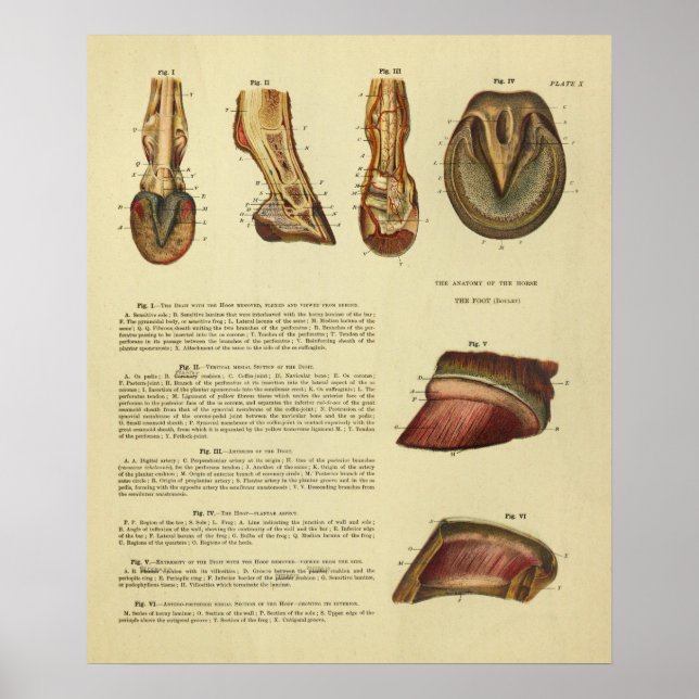 Vintage 1900 Pferdefußballanatomie drucken Poster (Vorne)
