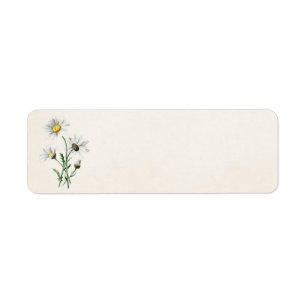 Vintage 1902 Gänseblümchen-alte wilde