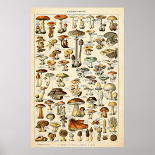 Vintage 1909 Pilze Kunst von Adolphe Millot Poster