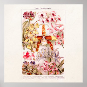 Vintage 1911 Illustration Rosa Orchideenblüte Poster