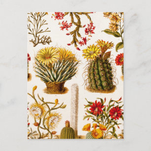 Vintage 1911 Kaktusblüte alte Blumenillustration Postkarte