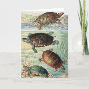 Vintage 1920 Buch Wasserschildkröten Illustration  Karte