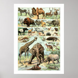 Vintage 1922 Wilde Tiere Poster