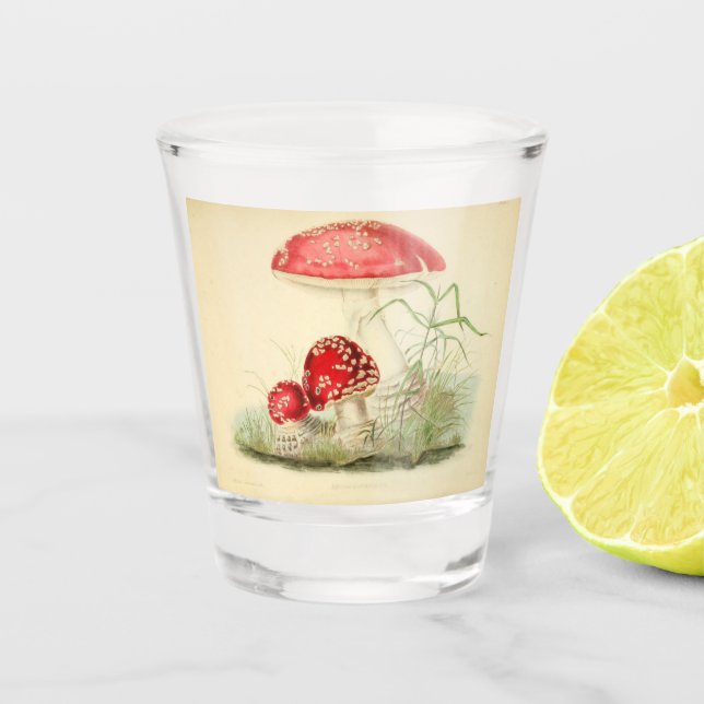 Vintage Abbildung eines Pilzes Schnapsglas (Vorderseite)