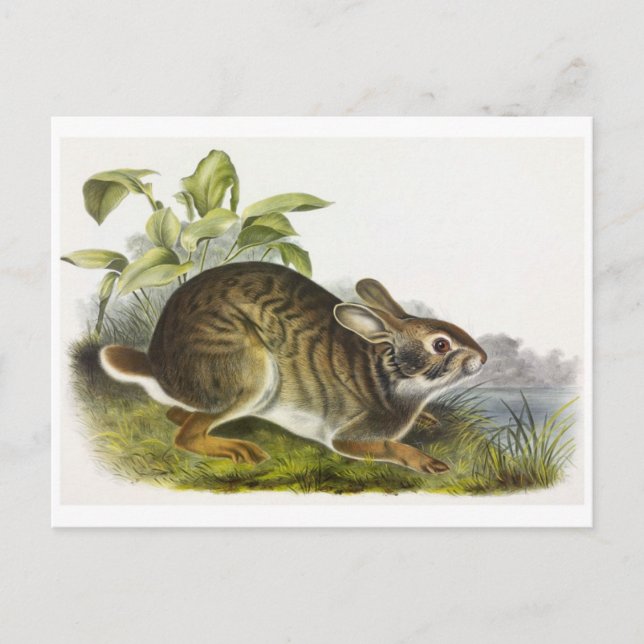 Vintage Abbildung Postcard Postkarte (Vorderseite)