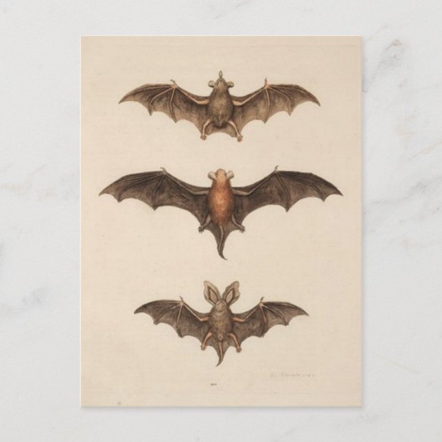 Vintage Abbildung Postcard Postkarte (Vorderseite)