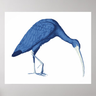Vintage Abbildung von Blue Ibis Poster