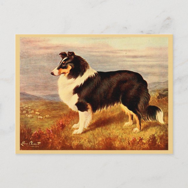 Vintage Abbildung von Collie dog Postkarte (Vorderseite)