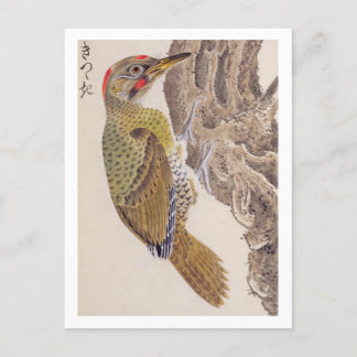 Vintage Abbildung: Woodpecker Postkarte