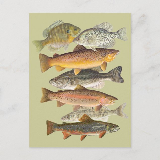 Vintage Abbildungen von Süßwasserfischen Postkarte (Vorderseite)