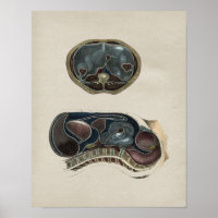 Vintage Abdominalanatomie