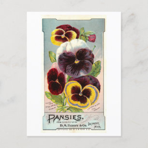 Vintage Ad for Ferry & Co Pansy Seeds Postkarte