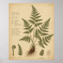 Vintage-Adlerfarn-Botanik-Illustration in Olivenfa