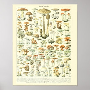 Vintage Adolphmmilch Pinsel Pilze Plakat 2