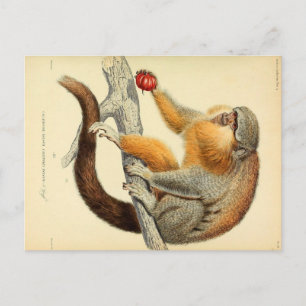 Vintage Affe mit Früchte-Postkarte Postkarte