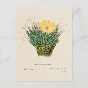 Vintage-Agave-Kaktus-Illustration Postkarte