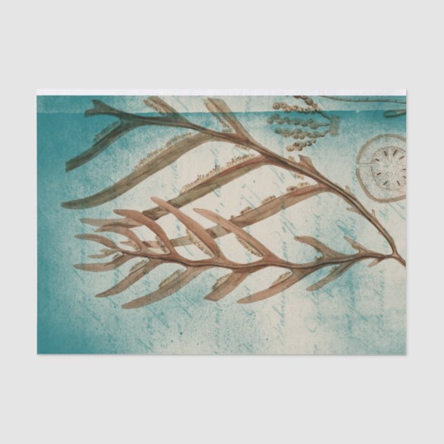 Vintage Algen und Sand Dollar Seidenpapier (Vorderseite)
