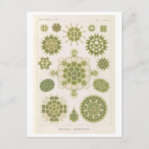 Vintage Algen von Haeckel Postkarte